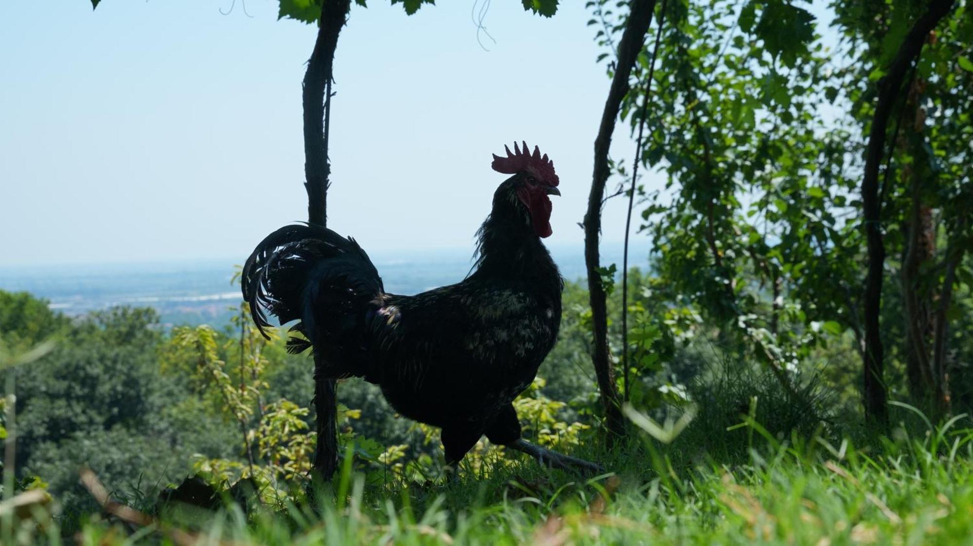 Ai Dossi Séjour à la ferme *