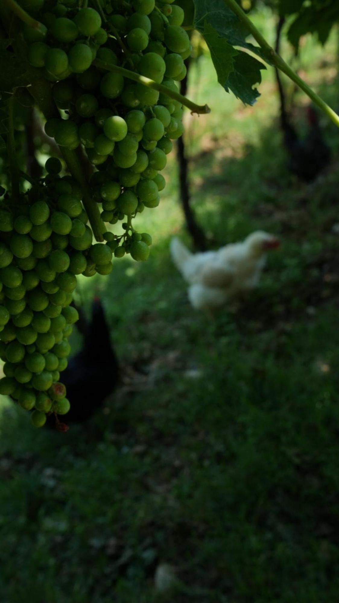 Séjour à la ferme Ai Dossi Vérone