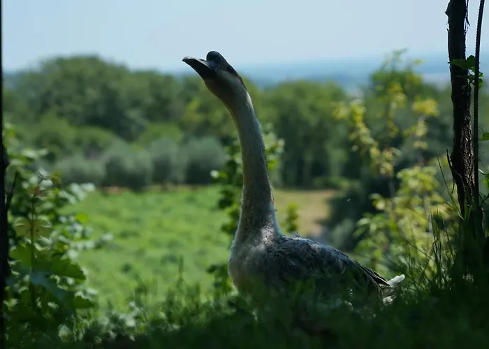 Agriturismo Ai Dossi